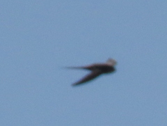 Cypsiurus parvus