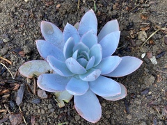 Echeveria cante