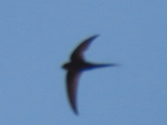 Cypsiurus parvus