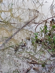 Hoplobatrachus chinensis