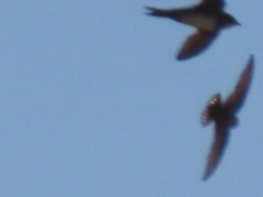 Ptyonoprogne fuligula