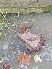 Hoplobatrachus chinensis