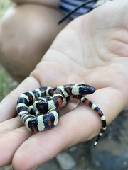 Lampropeltis zonata