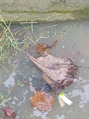 Hoplobatrachus chinensis