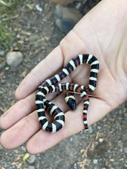 Lampropeltis zonata
