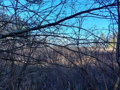 Phragmites australis