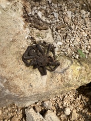 Theraphosinae