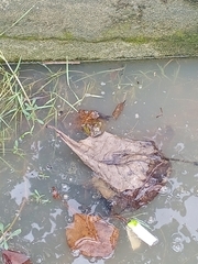 Hoplobatrachus chinensis