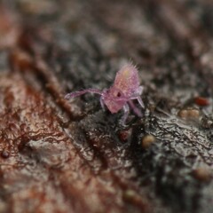 Dicyrtomidae