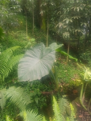 Xanthosoma robustum