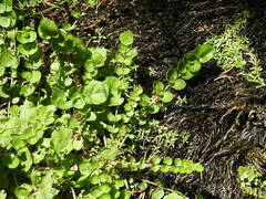 Lysimachia nummularia