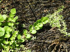 Lysimachia nummularia