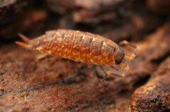 Porcellionides cingendus