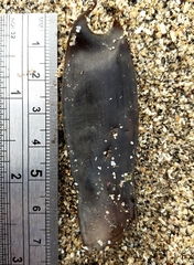 Scyliorhinus canicula
