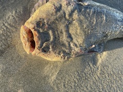 Kathetostoma binigrasella