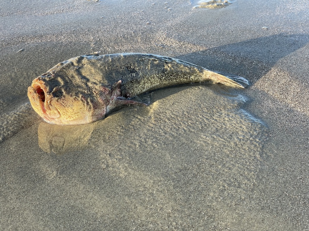 Banded Stargazer