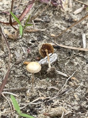 Agrocybe