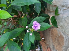 Brunfelsia pauciflora