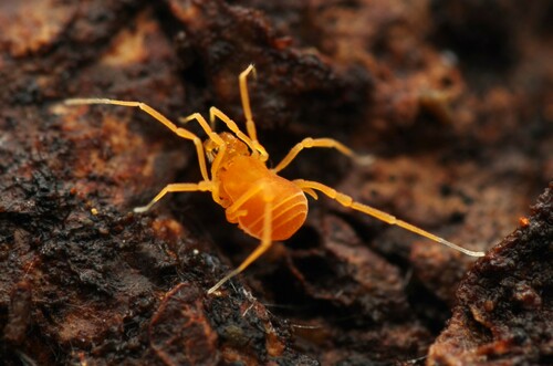 Scotolemon doriae