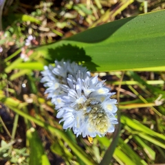 Pontederia