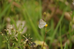 Hemiargus hanno