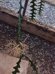 Selenicereus anthonyanus