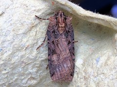 Opigena polygona