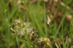Hemiargus hanno