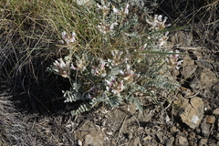 Astragalus dilutus
