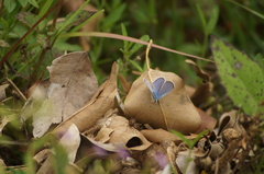 Hemiargus hanno