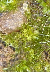 Ephemerum serratum