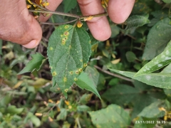 Triumfetta semitriloba