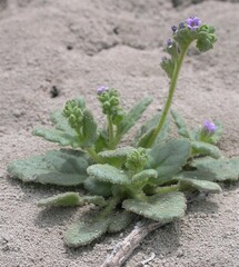 Phacelia parishii