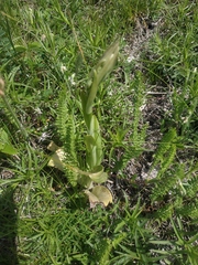 Himantoglossum caprinum