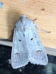 Ammoconia caecimacula