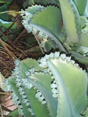 Kalanchoe laetivirens