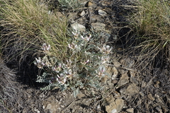 Astragalus dilutus