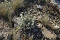 Astragalus dilutus