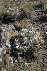 Astragalus dilutus