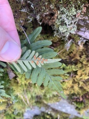 Polypodium appalachianum