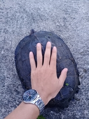 Heosemys grandis