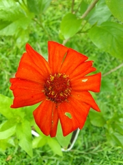 Tithonia rotundifolia