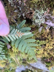 Polypodium appalachianum
