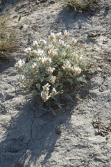 Astragalus dilutus