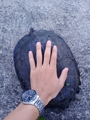 Heosemys grandis