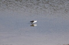 Recurvirostra andina