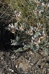 Astragalus dilutus