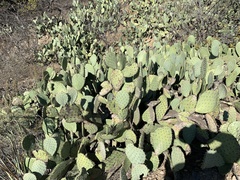 Opuntia orbiculata