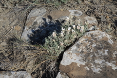 Astragalus dilutus