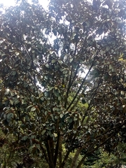 Ficus tequendamae